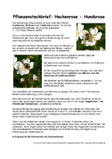 Pflanzensteckbrief-Heckenrose.pdf